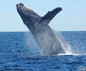 Puzzle Baleine à bosse ou jubarte, un animal solitaire qui vit dans les océans du monde entier