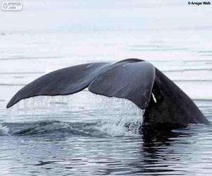 Puzzle Baleine