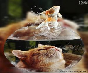 Puzzle Chat regardant un poisson qui nage dans un aquarium
