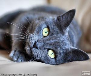 Puzzle Chaton ou panthère reposant