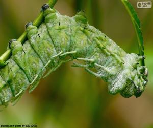 Puzzle Chenille mangeant une tige