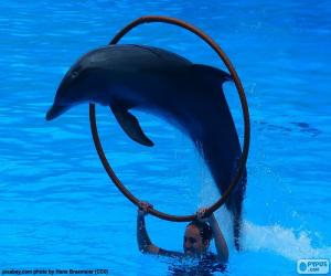 Puzzle Dauphin en sautant à travers un cercle