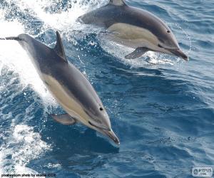 Puzzle Deux dauphins en sautant