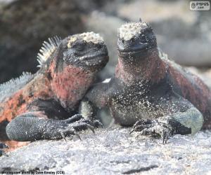 Puzzle Deux iguanes