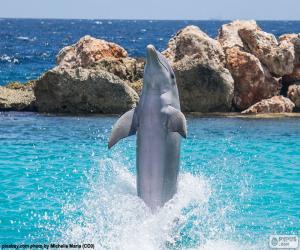 Puzzle Dolphin faire un tour