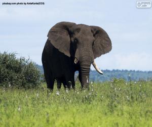 Puzzle Éléphant dans la savannah