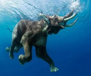 Puzzle Éléphant nageant 
