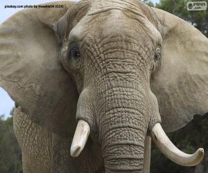 Puzzle Éléphant