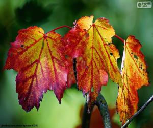 Puzzle feuilles d'automne