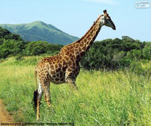 Puzzle Girafe dans le paysage
