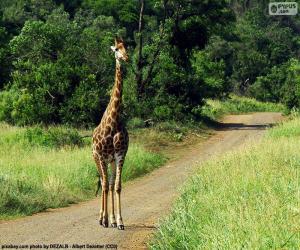 Puzzle Girafe dans le paysage