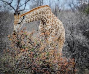 Puzzle girafe se mangeant de feuilles d'un buisson