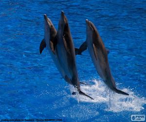 Puzzle Groupe de dauphins en sautant