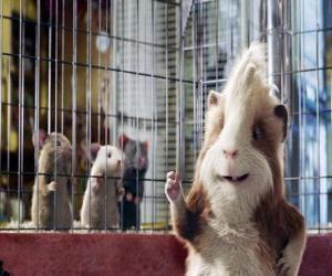 Puzzle Hurley, un cochon d'inde glouton de l'animalerie qui joint l'équipe d'agents de G-Force