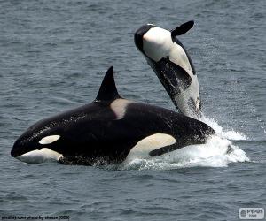 Puzzle L'orque ou épaulard, le plus gros animal de la famille des dauphins