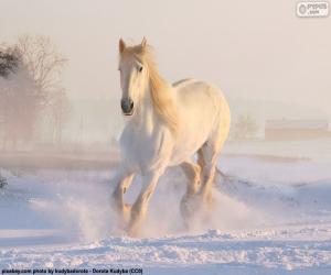 Puzzle Les courses de chevaux sur neige