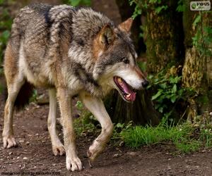 Puzzle loup