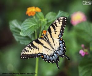 Puzzle Magnifique papillon aux ailes grandes ouvertes
