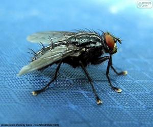Puzzle Mouche commune