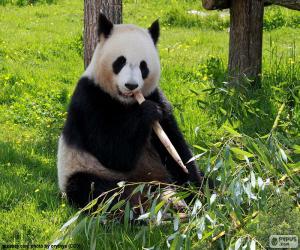 Puzzle Panda manger en bambou