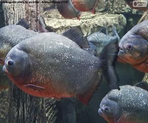 Puzzle Piranha