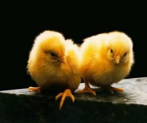 Puzzle Poussins