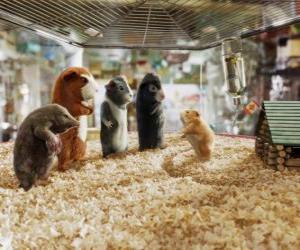 Puzzle Quatre membres de l'équipe de G-Force: Agents Juarez, Blaster, Darwin et Speckles dans le magasin pour animaux de compagnie