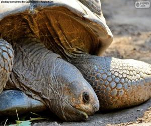 Puzzle Tête d'un tortue terrestre