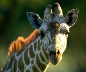 Puzzle tête de girafe
