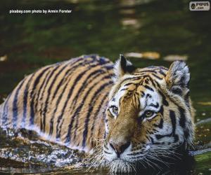 Puzzle Tigre dans l'eau