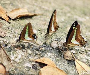 Puzzle Trois papillons sur un tronc