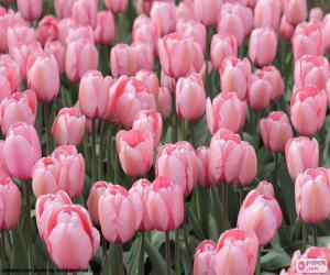Puzzle Tulipes dans le champ