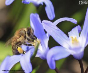 Puzzle Abeille à miel collectant pollen