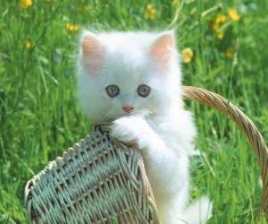 Puzzle Adorable chaton blanc