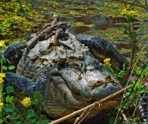 Puzzle Alligator américain, l'un des plus grand crocodile dans les Amériques, une espèce protégée aux États-Unis