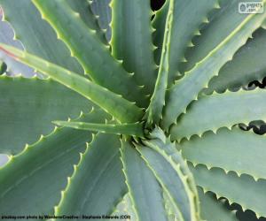 Puzzle Aloe vera