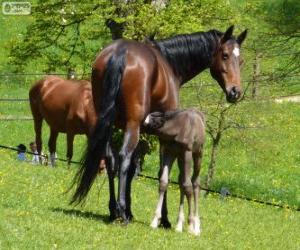 Puzzle Altwürtemberger, ou Würtemberger, chevaux originaire d'Allemagne