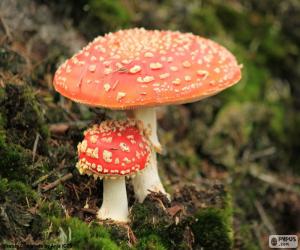 Puzzle Amanita muscaria