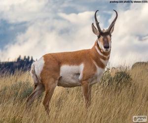 Puzzle Antilope d’Amérique