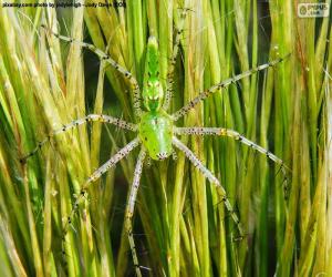 Puzzle Araignée Lynx vert