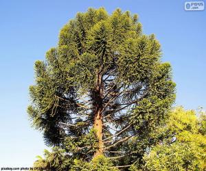 Puzzle Araucaria