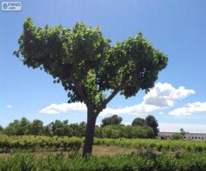 Puzzle Arbre dans le domaine