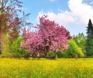 Puzzle Arbre de la cerise au printemps