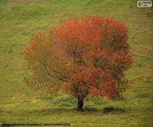 Puzzle Arbre en automne