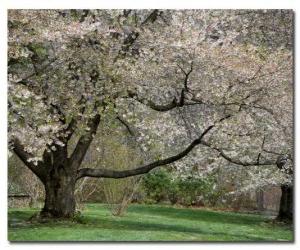 Puzzle Arbre floride