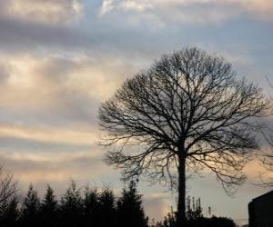 Puzzle Arbre sans feuille en hiver