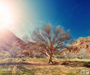 Puzzle Arbre sans feuilles