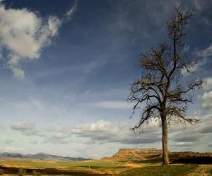 Puzzle Arbre solitaire dans un paysage avec peu de végétation