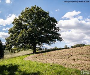 Puzzle Arbre Sur Le Champ Labouré