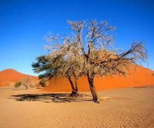 Puzzle Arbres dans le désert